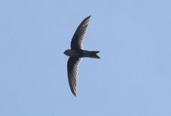 Aeronautes andecolus