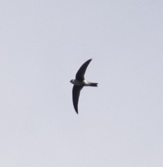 Aeronautes andecolus