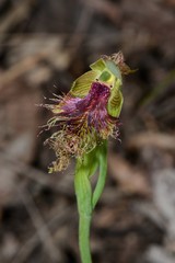 Calochilus therophilus