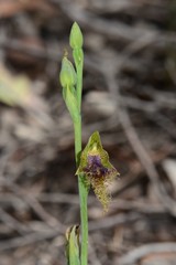 Calochilus therophilus
