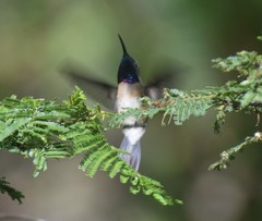 Myrtis fanny