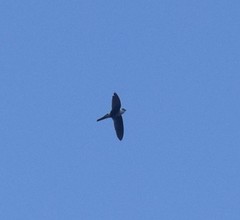 Aeronautes andecolus