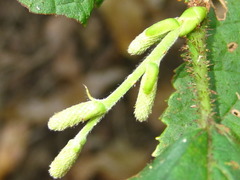 Corylus heterophylla