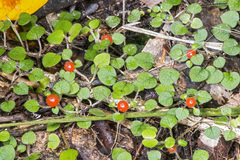 Nertera dichondrifolia