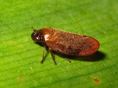 Eoscarta assimilis