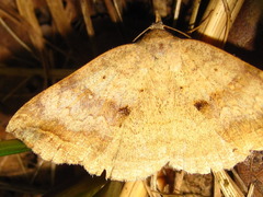 Blasticorhinus