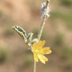 Sida intricata
