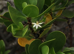 Scaevola plumieri image