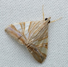 Agrioglypta zelimalis