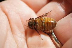 Phyllophaga crenulata