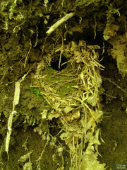 Troglodytes troglodytes