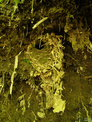 Troglodytes troglodytes