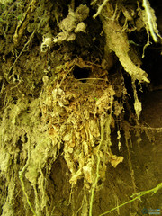 Troglodytes troglodytes