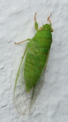 Guineapsaltria flava