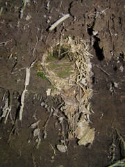 Troglodytes troglodytes