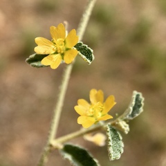 Sida intricata