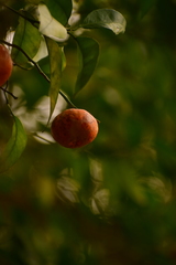 Citrus reticulata image