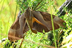 Coequosa triangularis