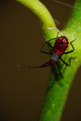 Phthiacnemia picta