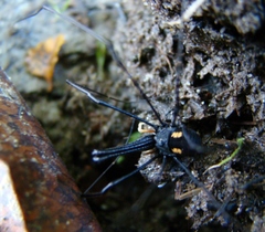 Neopilionidae