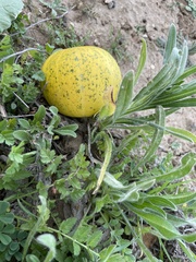 Cucurbita palmata