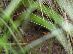 Erithacus rubecula
