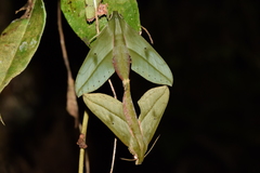 Xylophanes rothschildi