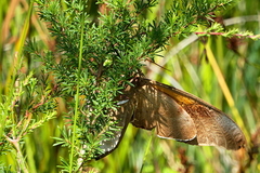 Coequosa triangularis