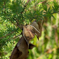 Coequosa triangularis