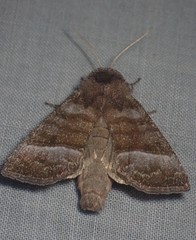 Papaipema eupatorii