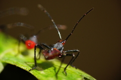 Phthiacnemia picta