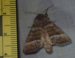 Papaipema eupatorii