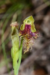 Calochilus therophilus