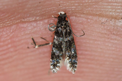 Tineidae clade b
