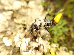 Plociopterus