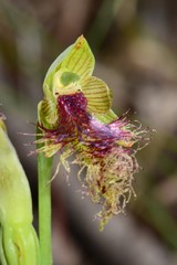 Calochilus therophilus