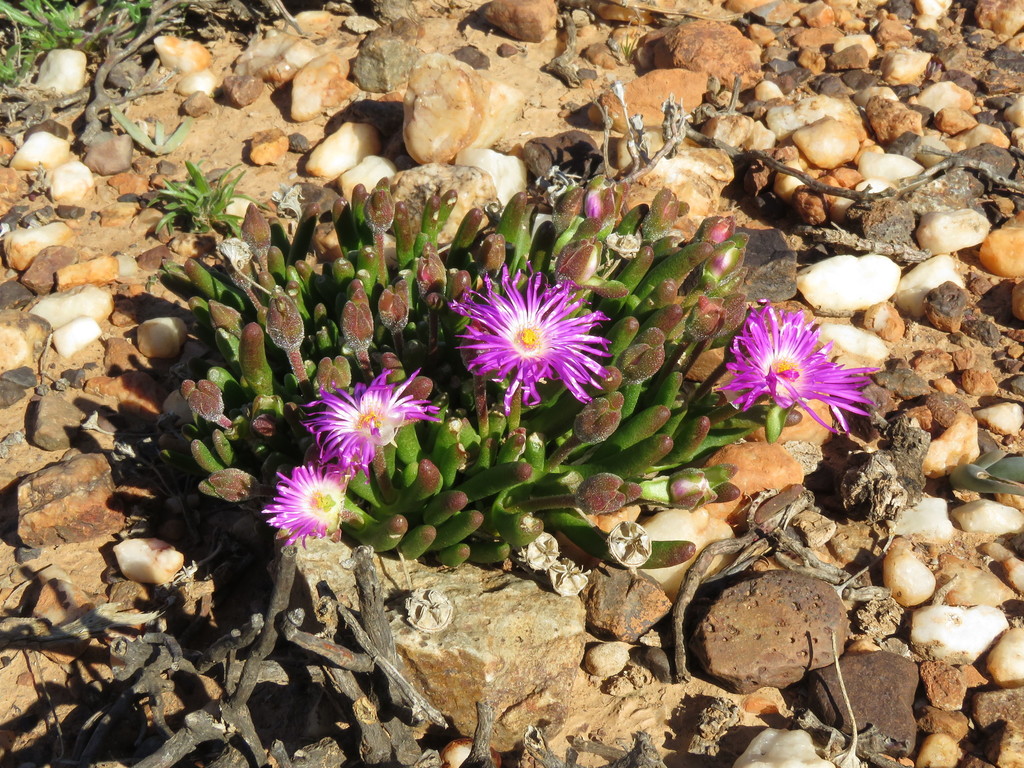 Monilaria obconica Ihlenf. & S.Jörg. 3
