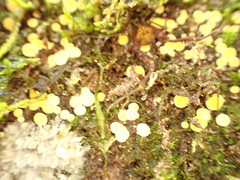 Phaeohelotium baileyanum