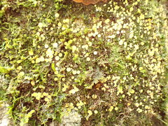 Phaeohelotium baileyanum