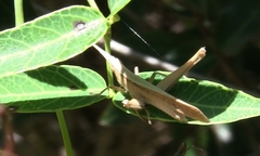 Allotruxalis gracilis