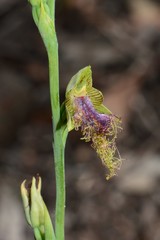 Calochilus therophilus