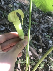 Arisaema quinatum