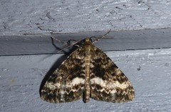 Pseudocoremia lactiflua