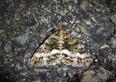 Pseudocoremia lactiflua