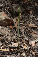 Calochilus therophilus