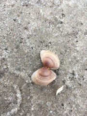 Polymesoda floridana