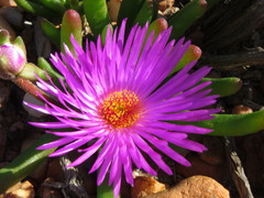 Monilaria obconica
