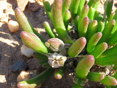 Monilaria obconica