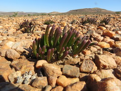 Monilaria obconica