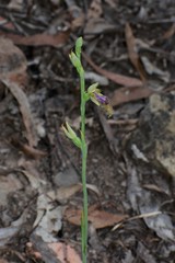 Calochilus therophilus